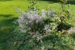 Wildflowers-at-the-Nature-Preserve-2016-116