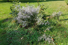 Wildflowers-at-the-Nature-Preserve-2016-117