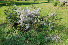 Wildflowers-at-the-Nature-Preserve-2016-118