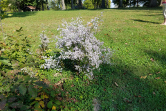 Wildflowers-at-the-Nature-Preserve-2016-121