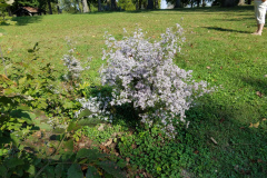 Wildflowers-at-the-Nature-Preserve-2016-122
