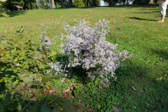 Wildflowers-at-the-Nature-Preserve-2016-123