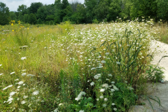 Wildflowers-at-the-Nature-Preserve-2016-13