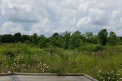 Wildflowers-at-the-Nature-Preserve-2016-15
