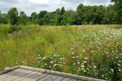 Wildflowers-at-the-Nature-Preserve-2016-21