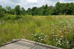 Wildflowers-at-the-Nature-Preserve-2016-22