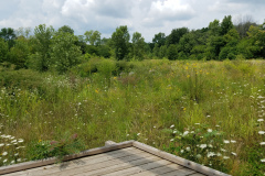 Wildflowers-at-the-Nature-Preserve-2016-24