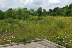 Wildflowers-at-the-Nature-Preserve-2016-25