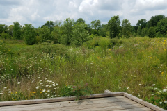 Wildflowers-at-the-Nature-Preserve-2016-26