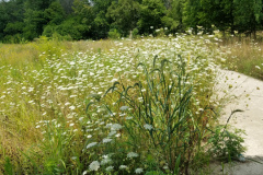 Wildflowers-at-the-Nature-Preserve-2016-3