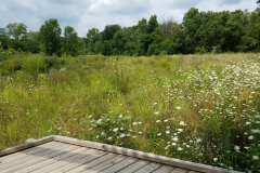 Wildflowers-at-the-Nature-Preserve-2016-30
