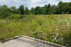 Wildflowers-at-the-Nature-Preserve-2016-31