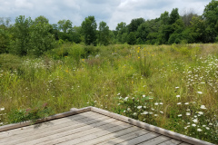 Wildflowers-at-the-Nature-Preserve-2016-32
