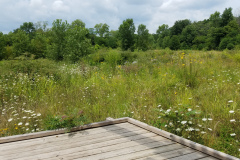 Wildflowers-at-the-Nature-Preserve-2016-33