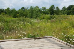 Wildflowers-at-the-Nature-Preserve-2016-34