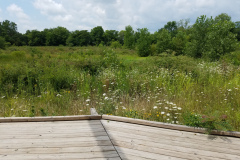 Wildflowers-at-the-Nature-Preserve-2016-37