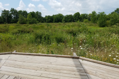 Wildflowers-at-the-Nature-Preserve-2016-39