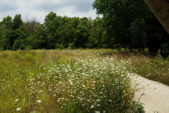 Wildflowers-at-the-Nature-Preserve-2016-40