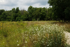 Wildflowers-at-the-Nature-Preserve-2016-41