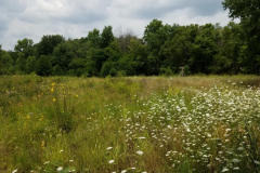 Wildflowers-at-the-Nature-Preserve-2016-42