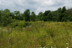 Wildflowers-at-the-Nature-Preserve-2016-46