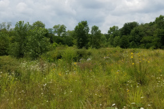 Wildflowers-at-the-Nature-Preserve-2016-47