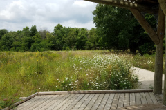 Wildflowers-at-the-Nature-Preserve-2016-54