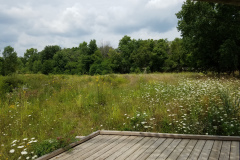 Wildflowers-at-the-Nature-Preserve-2016-55