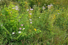 Wildflowers-at-the-Nature-Preserve-2016-61