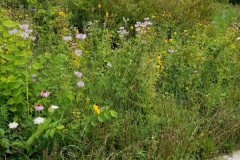 Wildflowers-at-the-Nature-Preserve-2016-63