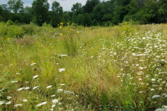 Wildflowers-at-the-Nature-Preserve-2016-7