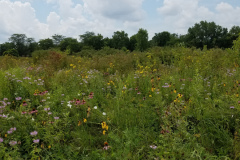 Wildflowers-at-the-Nature-Preserve-2016-79
