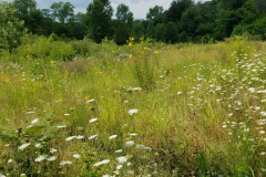 Wildflowers-at-the-Nature-Preserve-2016-8