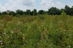 Wildflowers-at-the-Nature-Preserve-2016-80