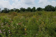 Wildflowers-at-the-Nature-Preserve-2016-81