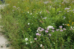 Wildflowers-at-the-Nature-Preserve-2016-86