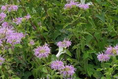 Wildflowers-at-the-Nature-Preserve-2016-93