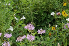 Wildflowers-at-the-Nature-Preserve-2016-96