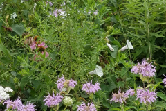 Wildflowers-at-the-Nature-Preserve-2016-97