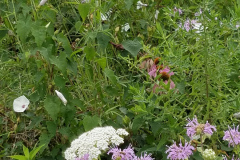 Wildflowers-at-the-Nature-Preserve-2016-98