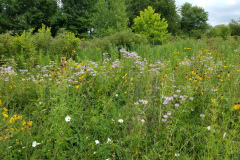 Wildflowers-at-the-Nature-Preserve-2016-99