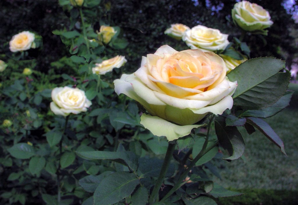 7 Steps to Painting Delicate White Roses | Master Oil Painting